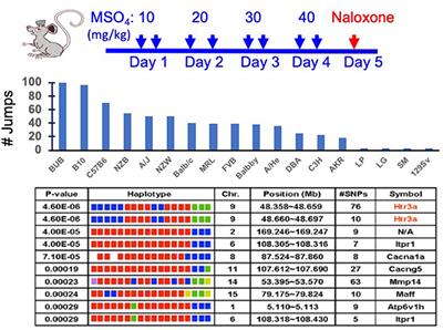 What Have We Learned (or Expect to) From Analysis of Murine Genetic Models Related to Substance Use Disorders?